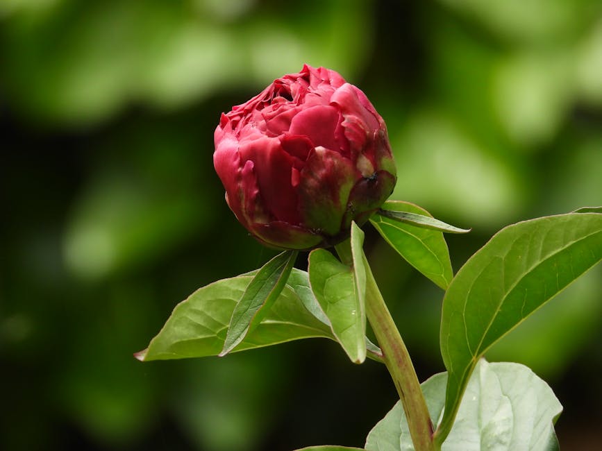 ぼやけた自然の背景に、鮮やかな赤い牡丹のつぼみと緑豊かな葉が映える見事なクローズアップ。