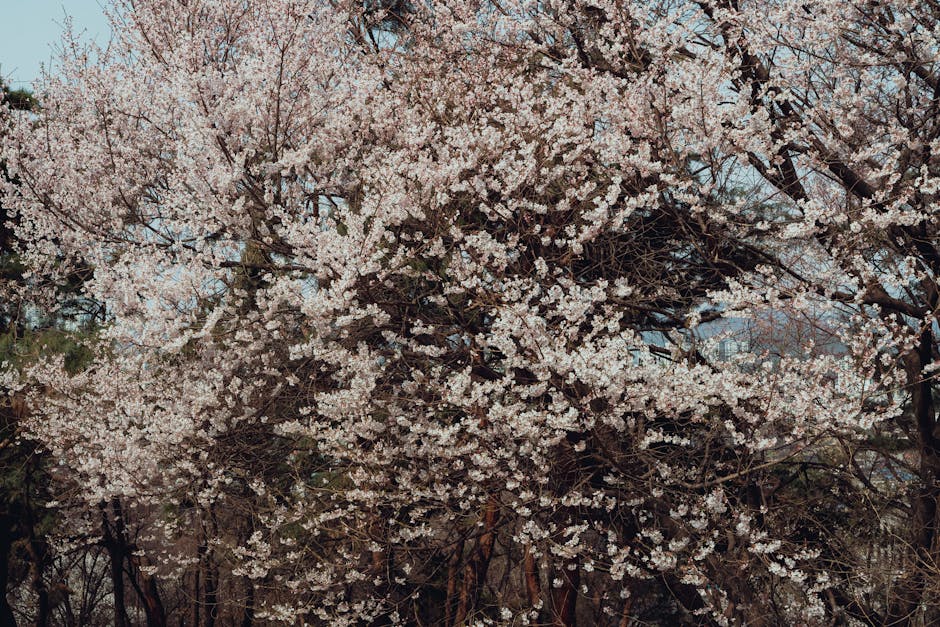 韓国ソウルの春のエッセンスを捉えた、満開の美しい桜。