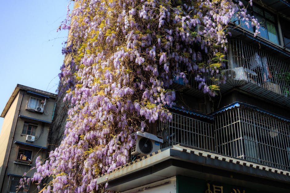 成都の建物のファサードを紫色の藤の花が滝のように流れ落ち、活気に満ちた都市景観を作り出している。