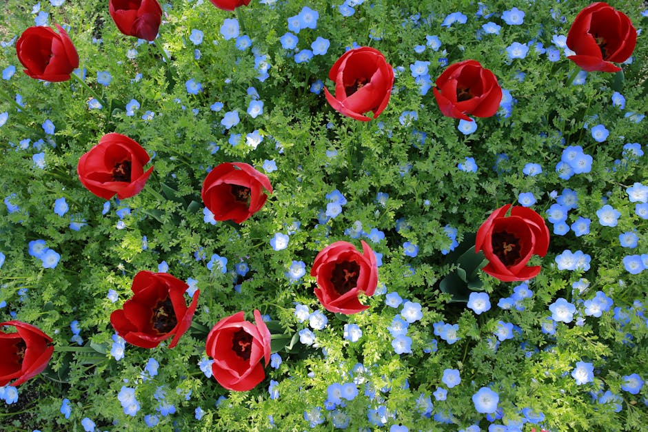 @アウトドア, カラフル, チューリップの無料の写真素材