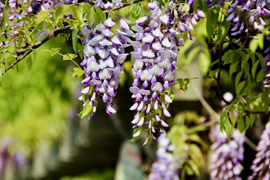 春の活気を捉えた、満開の紫と白の藤の花のクローズアップ。