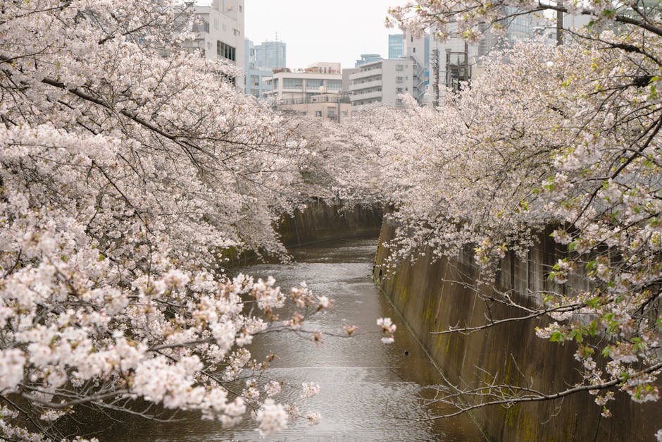 春の東京の川沿いに満開の桜が咲き誇る、穏やかな風景。