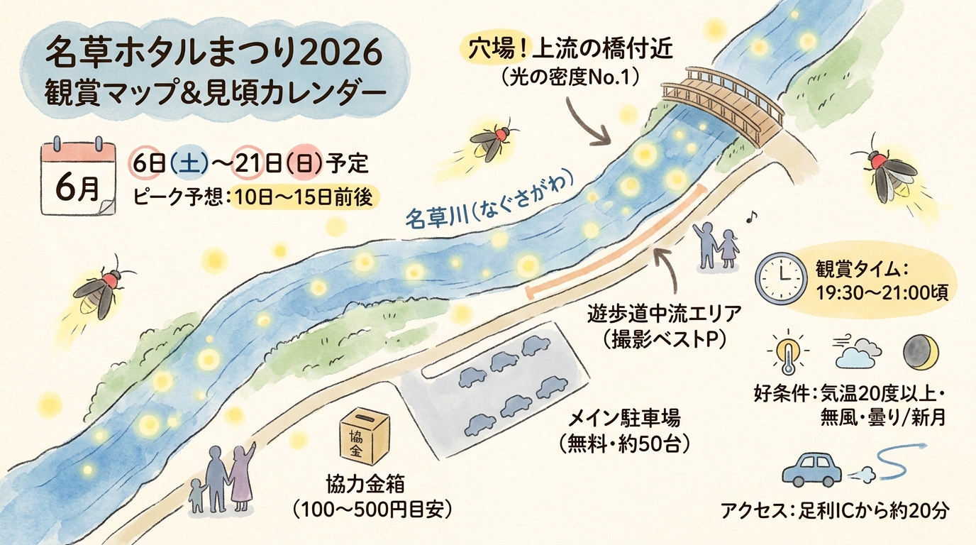 名草ホタルまつり2026完全ガイド|足利の穴場と見頃 インフォグラフィック