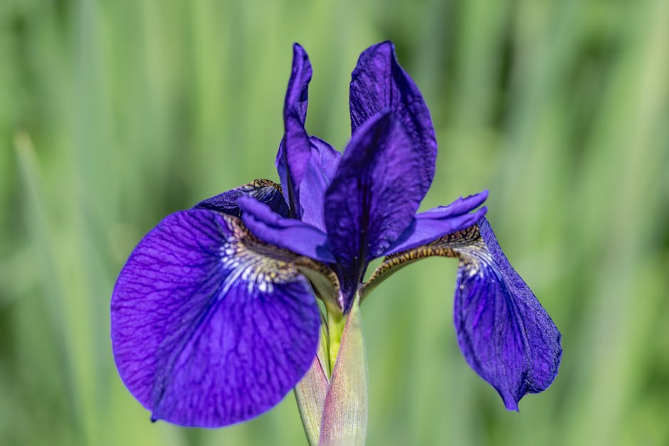 緑豊かな春の庭園に咲き誇る、複雑な花びらの質感が際立つ、鮮やかな紫色のアイリスのクローズアップ。
