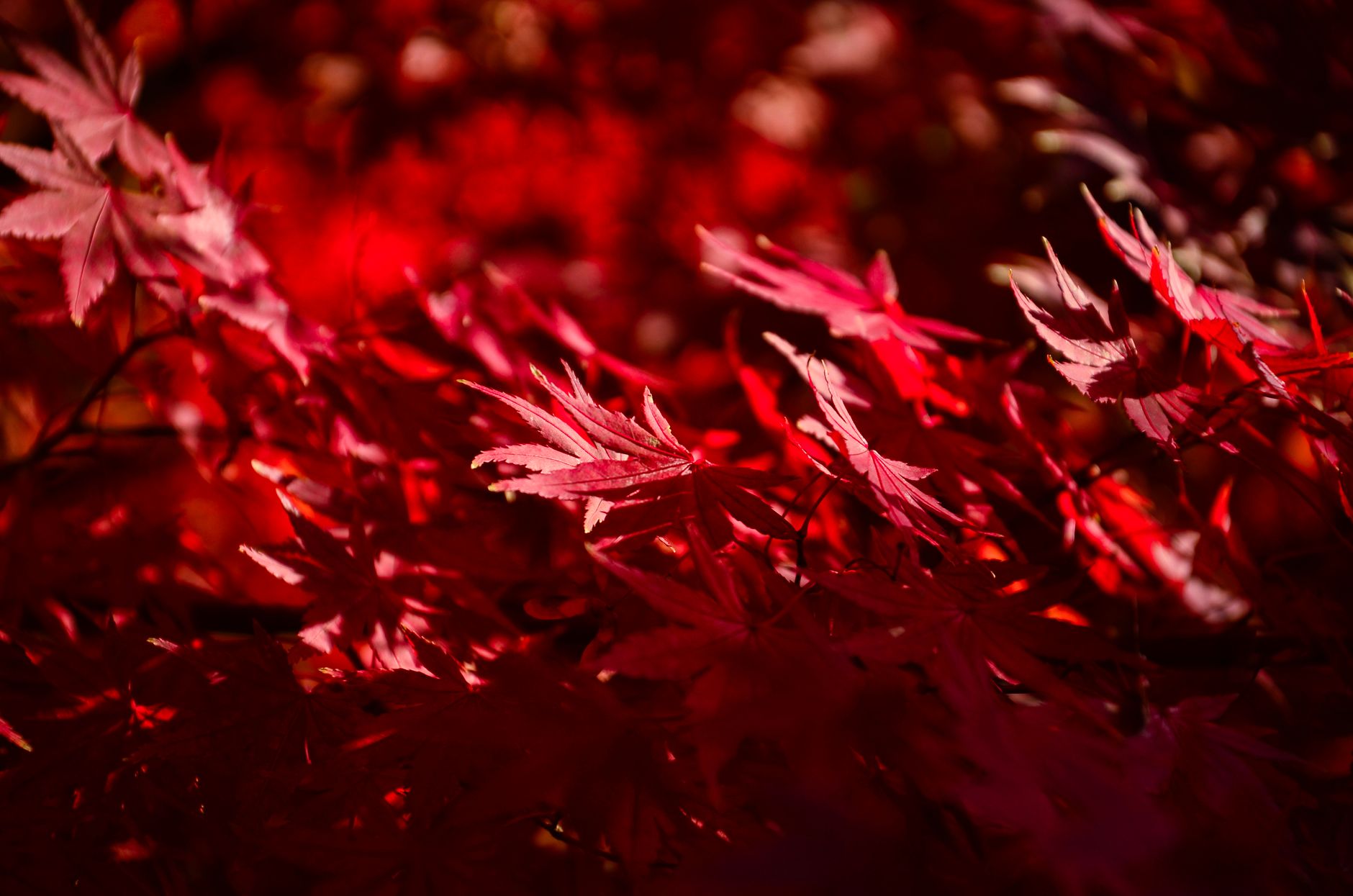 三重の紅葉めぐりで見られる赤いカエデの葉