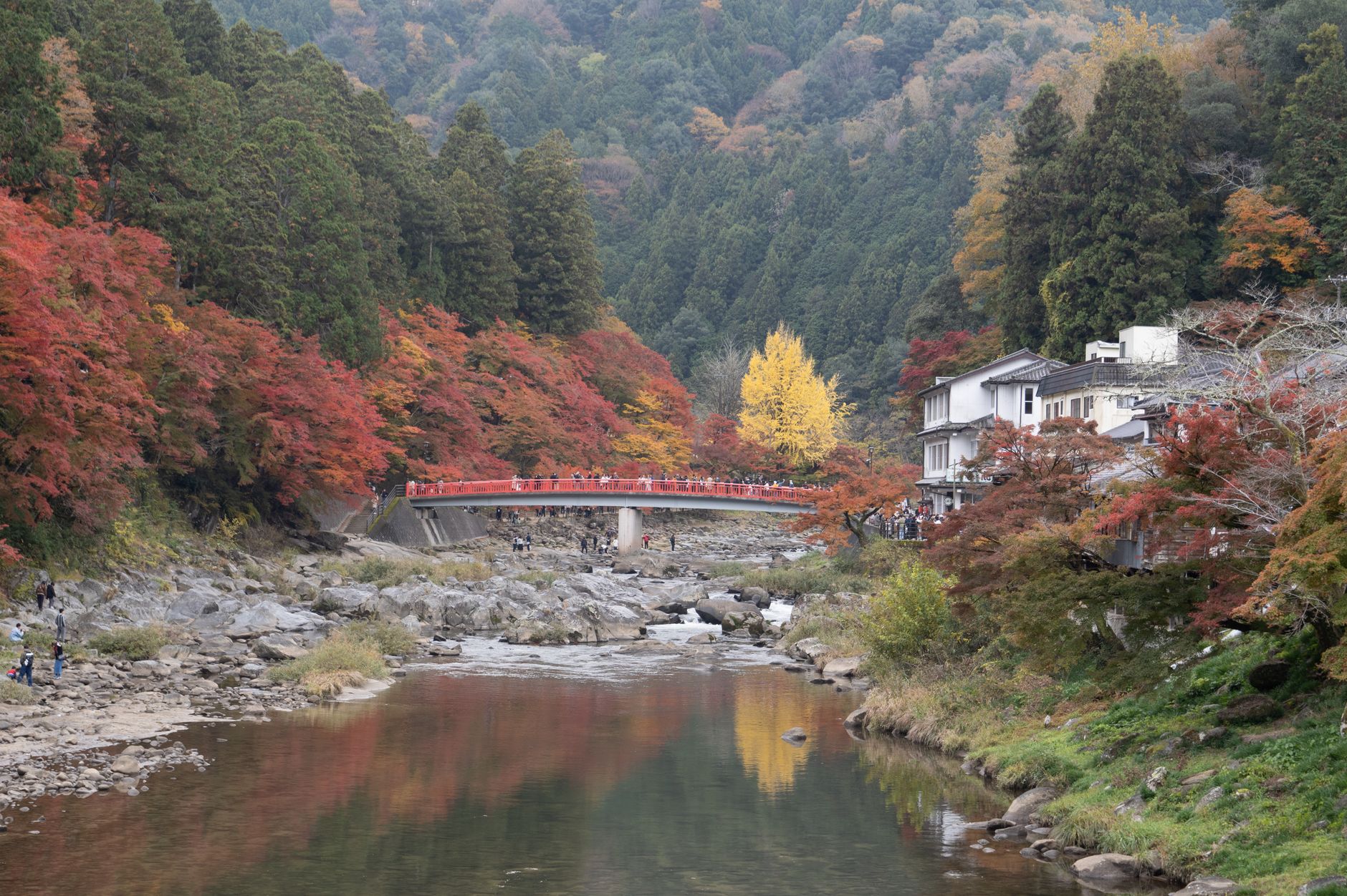 香嵐渓紅葉2026 待月橋と巴川に映る紅葉