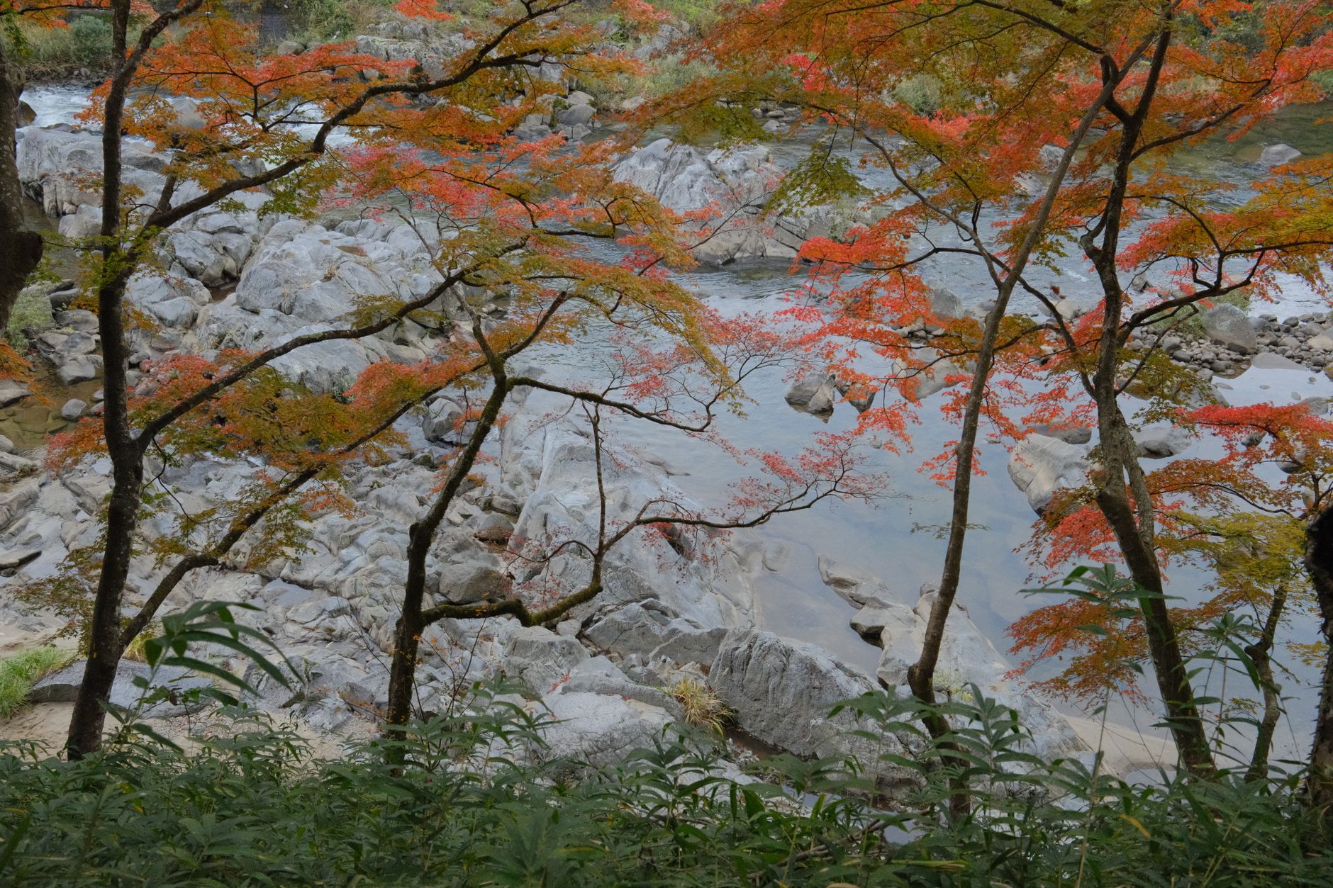 香嵐渓 巴川の岩場と色づくもみじ