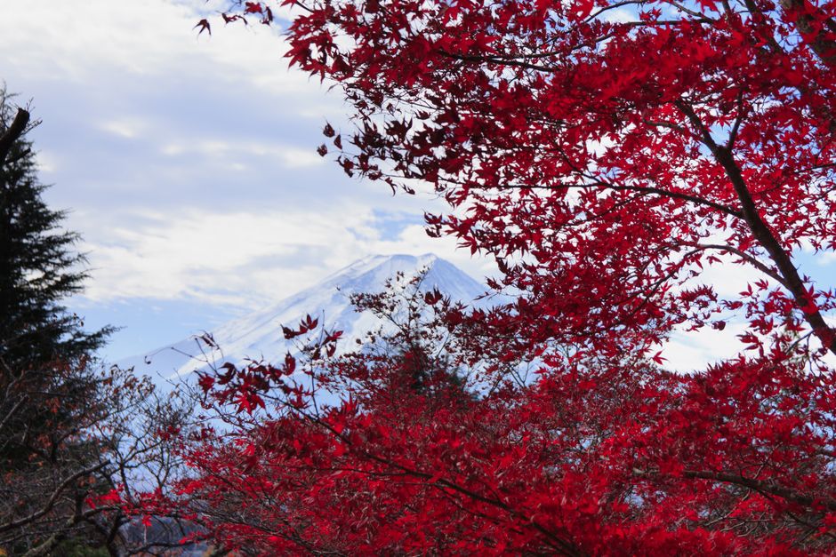 秋の紅葉を通して見える象徴的な富士山と鮮やかなコントラストをなす赤いカエデの葉。