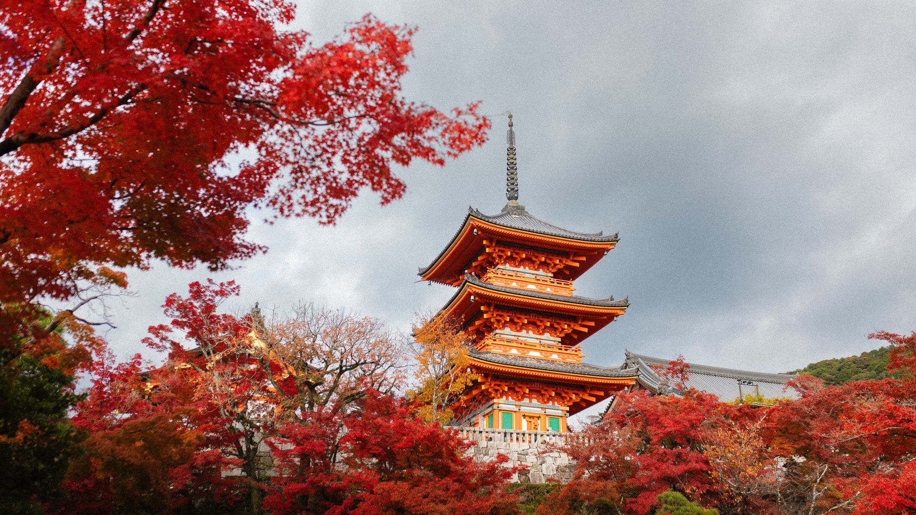 清水寺紅葉 三重塔とカエデの紅葉