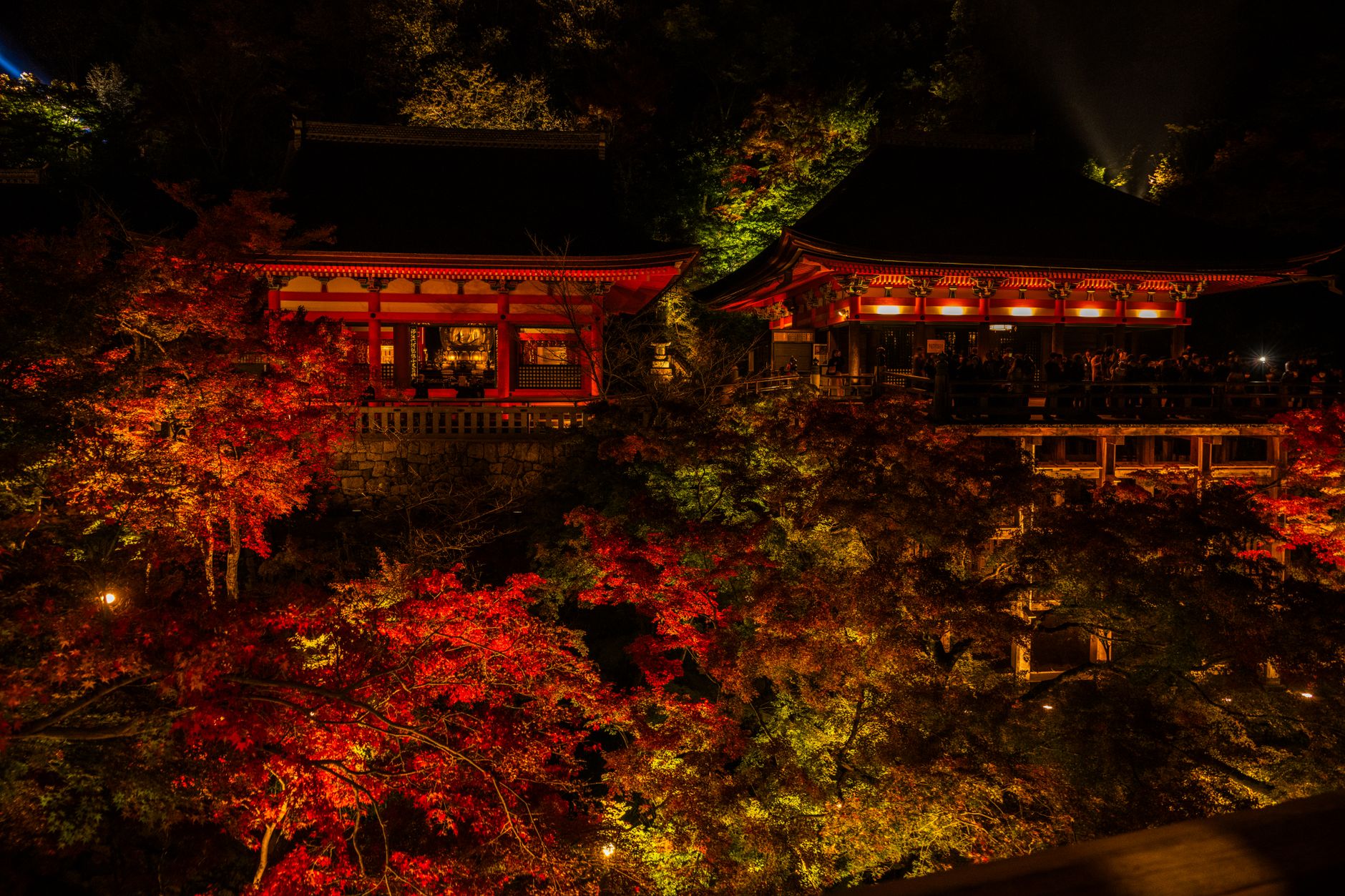 清水寺紅葉ライトアップ 夜間特別拝観で照らされる本堂と紅葉