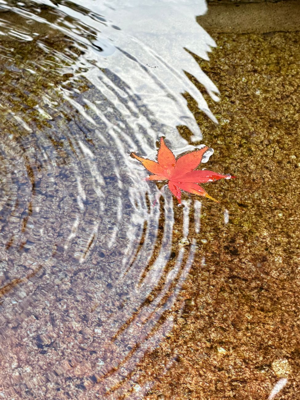 永観堂の紅葉シーズンに水面に浮かぶカエデの葉