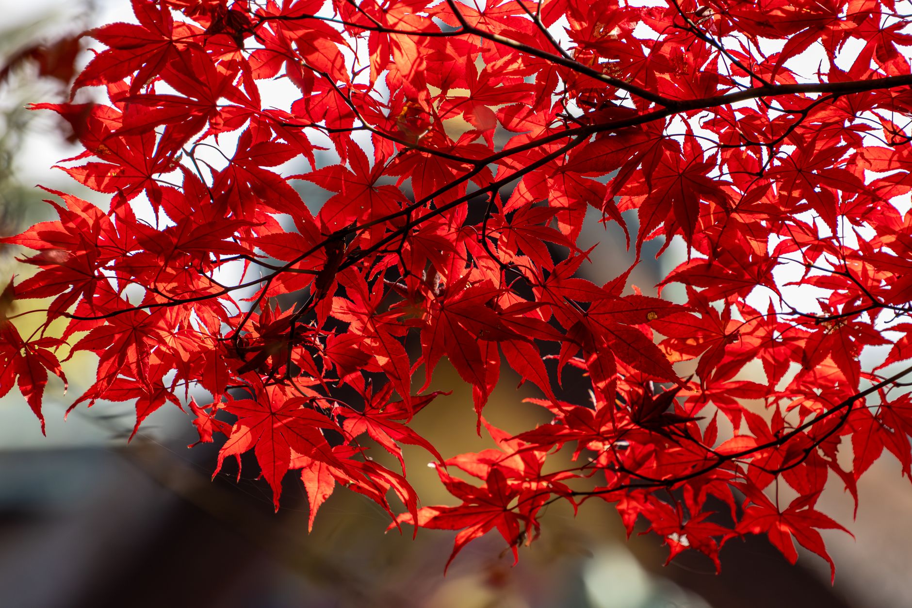 永観堂紅葉ライトアップ2026の見頃を思わせる赤いカエデの葉
