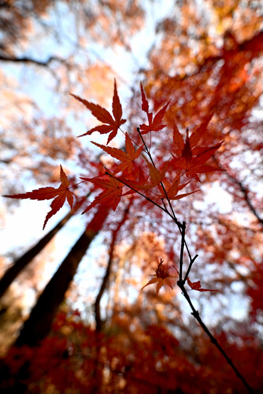 三重の紅葉名所をめぐる秋の赤いカエデ