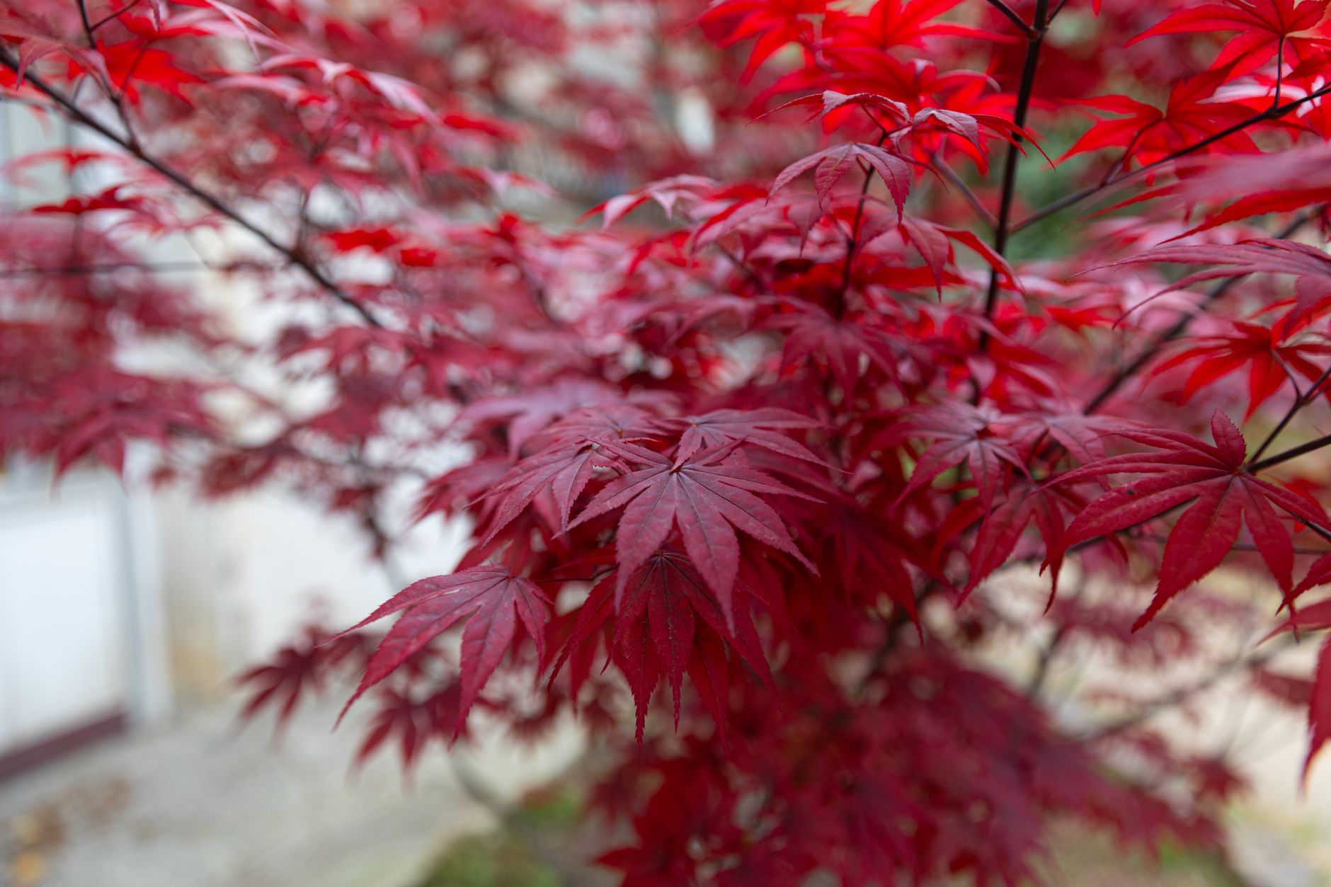 永観堂の紅葉ライトアップを家族で楽しむ季節の赤いカエデ