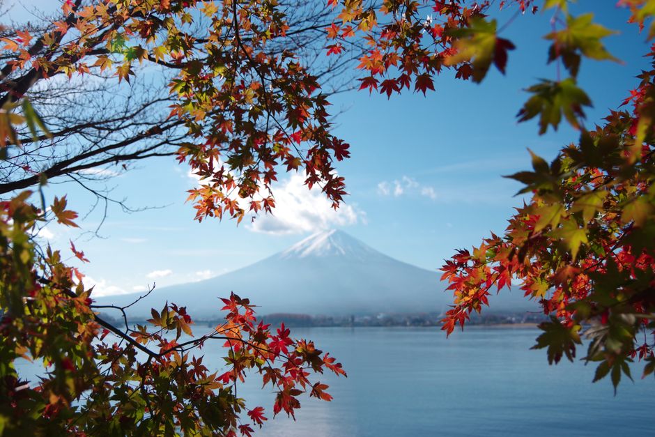 河口湖紅葉まつりの時期に色づく河口湖畔のもみじと富士山