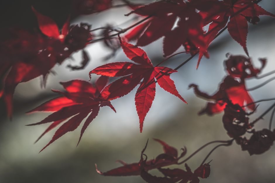 高野山の紅葉狩りシーズンに色づくモミジの葉のクローズアップ