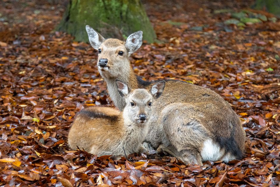 奈良の紅葉2026 奈良公園の落ち葉の上で休む親子の鹿