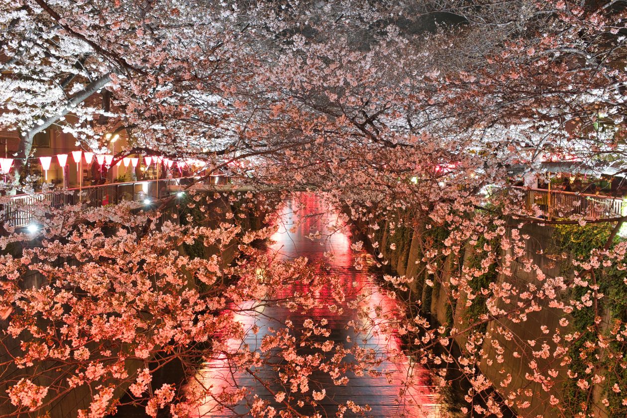 中目黒付近の目黒川沿いの桜並木と提灯の夜景