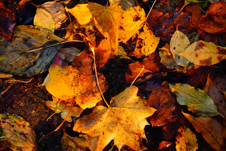 養老渓谷の紅葉のイメージ