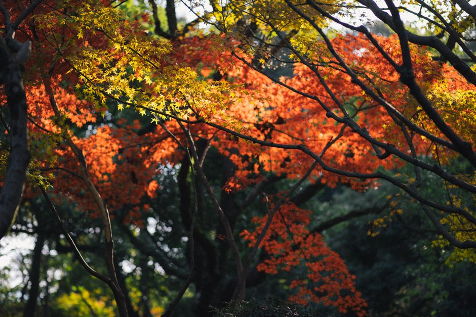 新宿御苑の紅葉のイメージ