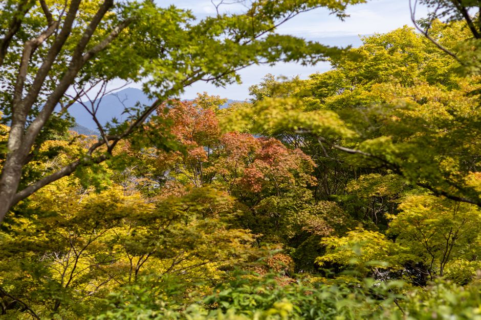大山紅葉ライトアップのイメージ