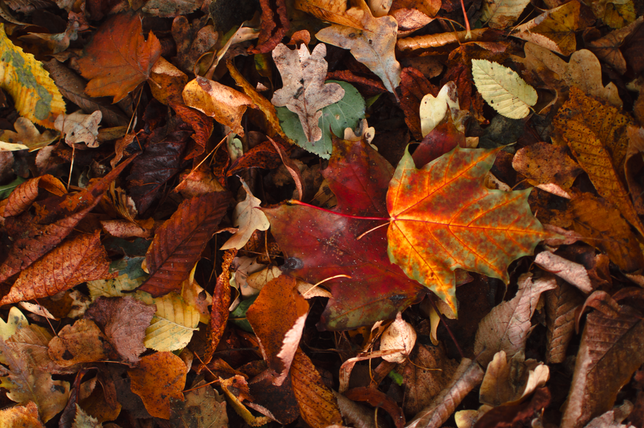 花貫渓谷紅葉まつりのイメージ