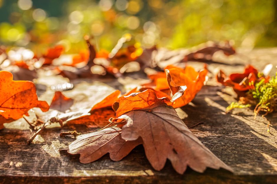 鎌倉長谷寺紅葉ライトアップのイメージ