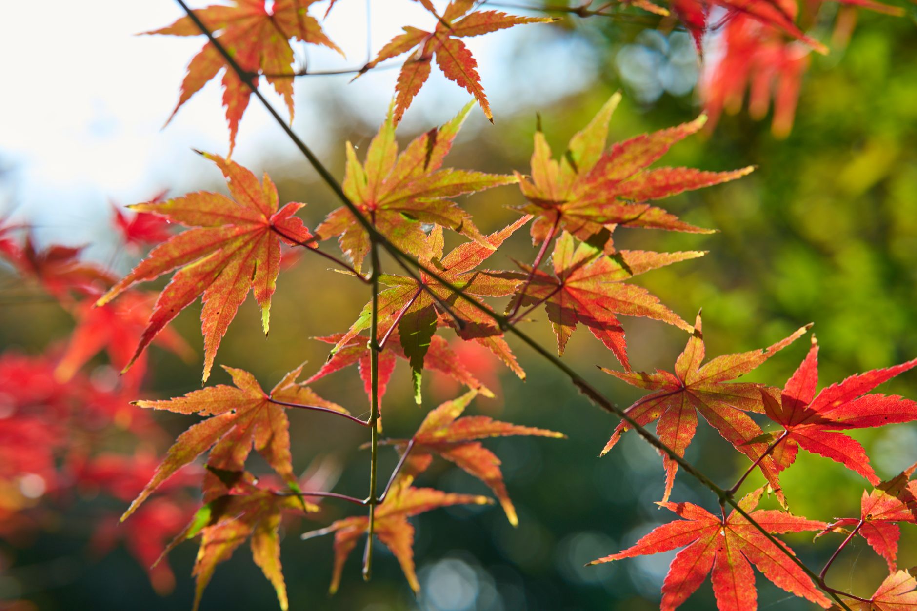 東福寺紅葉2026 色づいたカエデの葉のイメージ
