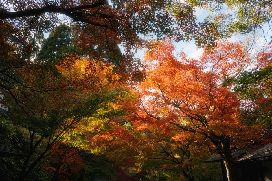 箕面の紅葉のイメージ